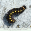 spialia orbifer pyatigorsk larva5 1